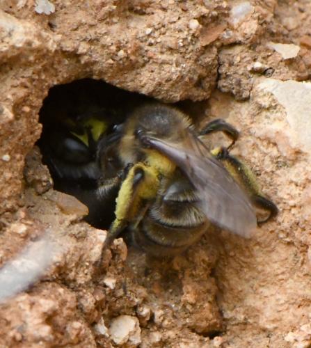 Andrena sp.